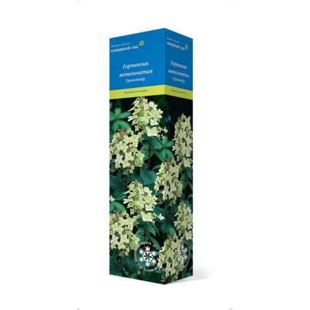 Small hydrangea (Northern Garden series) "Greenspire", 1 pc, tube, spring 2025