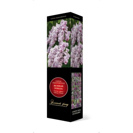 Ordinary Lilac "Great Victory" 1 pc, tube, spring 2025