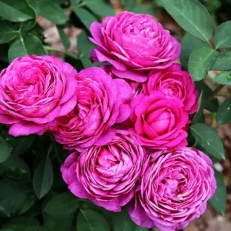 Seedling rose "Heidi Klum", tube, spring 2025