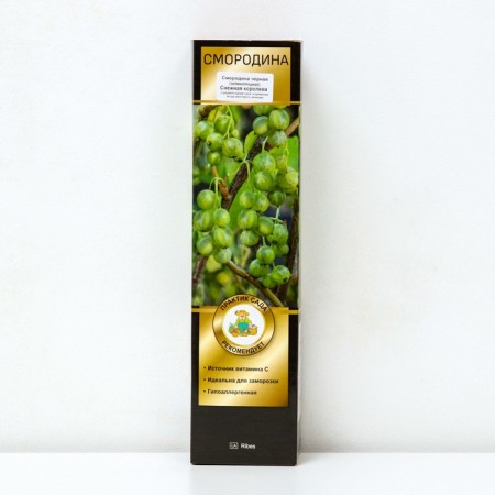 Black currants (green -fruited) "Snow Queen", 1 pc, tube, spring 2025