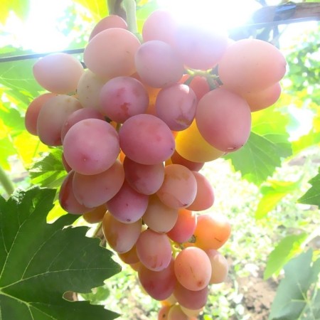 Grapes seedlings "Odyssey", tube, spring 2025