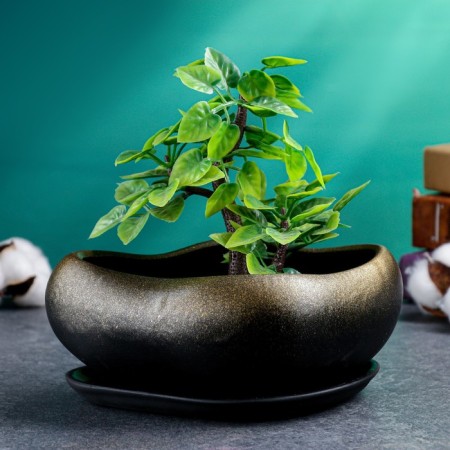 Bonsai Small pot of gold, 0.6, l/ 17x14x8cm-1
