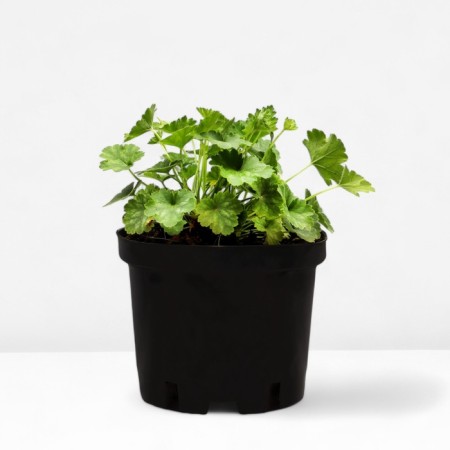 Heichera hybrid Snow Angel, C2 pot, 1 pc, summer 2024-1