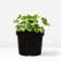 Heichera hybrid Snow Angel, C2 pot, 1 pc, summer 2024
