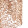 Bayerlux lamp "Scandy" E27 40W Shampan 10x10x32-150 cm