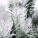 Decor "Branch of Frosty spruce"