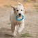 Chewing toy for dogs "twisted ring", 11.5 cm, blue