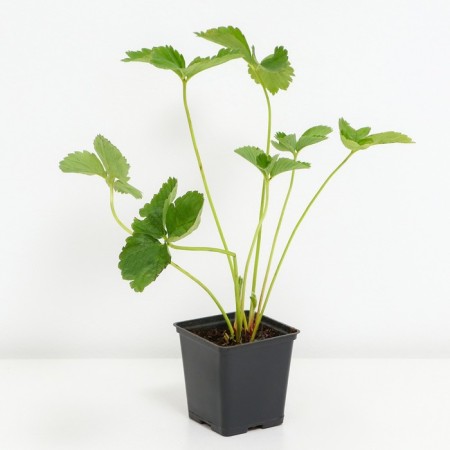 Strawberry Garden Crown, P9 Pot, 1 pc, summer 2024-1