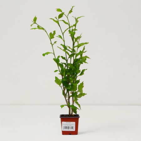 Sirian seedling Syrian "French Cabaret Pastel", pot P9, Summer 2024-2