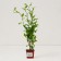 Sirian seedling Syrian "French Cabaret Pastel", pot P9, Summer 2024
