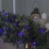 Garland "thread" 20 m, IP44, dark thread, 200 LED, purple glow, 8 modes, 220 V