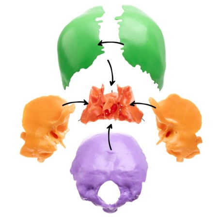 Mettle Matules "Human Skull" multi -colored collapsible, 20*12*21cm-6