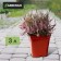 Pot for seedlings, 3 l, d = 16 cm, h = 16 cm, terracotta, Greengo