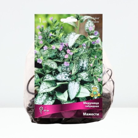 Medunitsa Hybrid Matiytes, Rr. I, 1 pc, Spring 2025