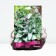 Medunitsa Hybrid Matiytes, Rr. I, 1 pc, Spring 2025