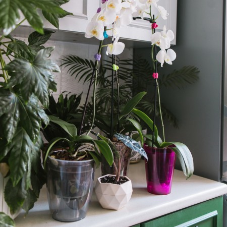 Pot for orchids, 1.2 l, 12.5 × 16.6 cm, plastic, transparent raspberry-3