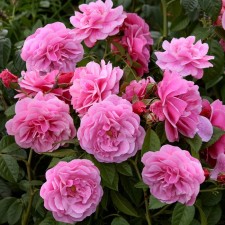 Seedling rose 
