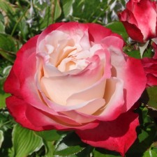 Seedling rose 