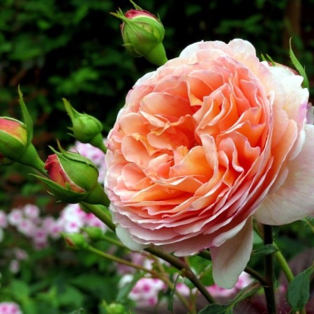 Seedling rose "Abraham Derby", tube, spring 2025