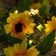 UNIEL Girlyanda “Thread” 2.3 m with nozzles “Sunflower”, IP44, Dark Thread, 25 LED, glow warm white, 2 modes, solar battery