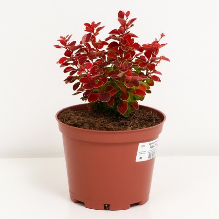 Barberry Tunberg Ruby Star, C2 pot, H10-50 height, 1 pc, summer 2024-1