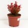 Barberry Tunberg Ruby Star, C2 pot, H10-50 height, 1 pc, summer 2024