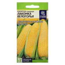 Corn seeds 