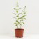 Flox panicular kul waver, s2 pot, H10-50 height, 1 pc, summer 2024