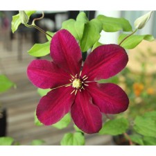 Clematis large-flowered NIBO, C2 pot, H20-40 Height, 1 pc, summer 2024