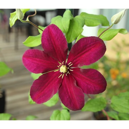Clematis large-flowered NIBO, C2 pot, H20-40 Height, 1 pc, summer 2024