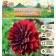 Georgin anemone "Take OFF", rr I, 1 pc, spring 2024