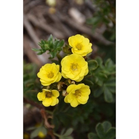 Lapceta shrub citrus tart, C3 pot, H10-50 height, 1 pc, summer 2024
