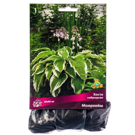 Host Hybrid Moerheim, I Rn, 1 pc. 60*80 h (cm), autumn 2024