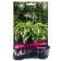 Host Hybrid Moerheim, I Rn, 1 pc. 60*80 h (cm), autumn 2024