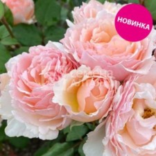 Shard Rosa Schrab 