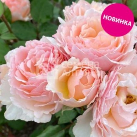 Shard Rosa Schrab "Lira", Kustovaya, 1 pc, spring 2024