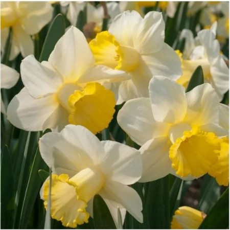 Narcissus Tubular gobet, 12/14 rr, 5 pcs, 35 h (cm), autumn 2024