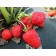 Strawberry Crimean Crimean Early, P9 Pot, 1 pc, summer 2024