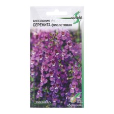Angelonia flowers 