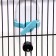 Drill for rodents, 60 ml, transparent with blue mount