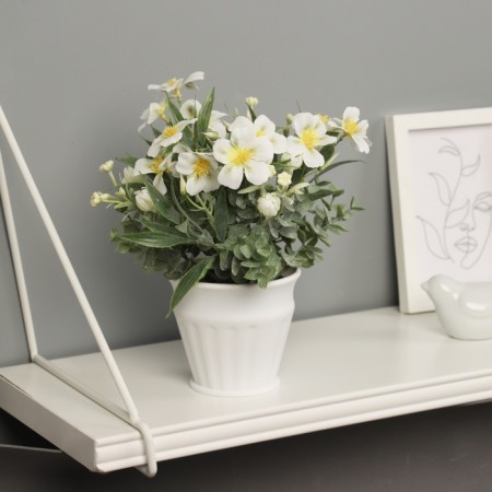 Bonsai in the pot "Primrose Extra Premium" 21x9 cm, mix-2
