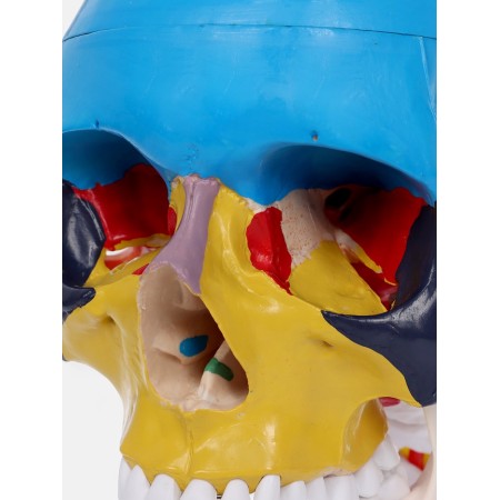Matcage "Skull with the brain" Disassembly 27*19*12cm-8