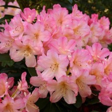 Rhododendron Yakushimansky 