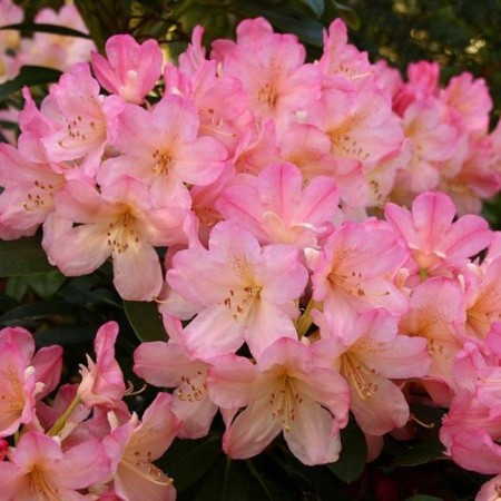 Rhododendron Yakushimansky "Percy Weizman", tube, 1 pc, spring 2025