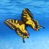 Decor for magnet "Butterfly" 30cm, mix