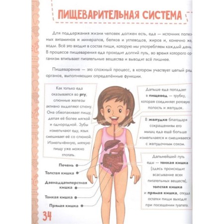 Тело человека-3