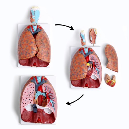 Match "Human breasts" collapsible 27*20*11cm-10