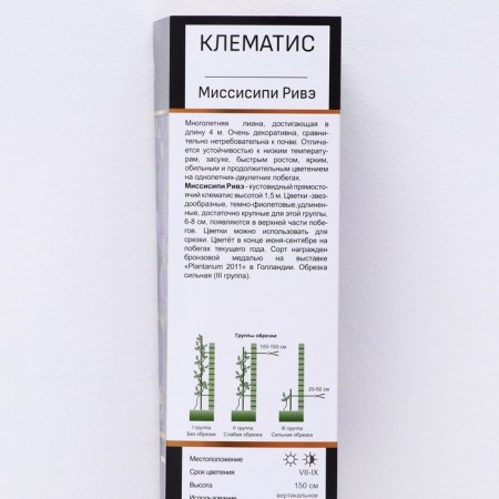 Clematis botanical suite (for cutting) "Mississippi Rive", 1 pc, tube, spring 2024-1