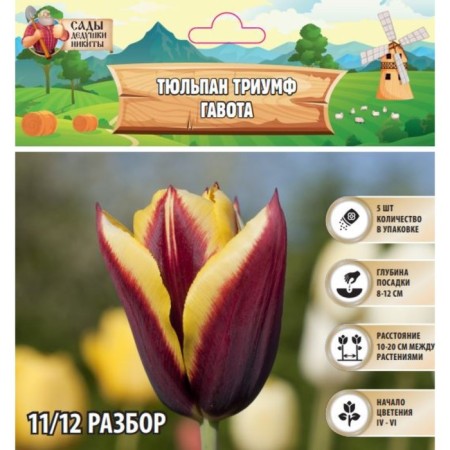 Tulip Triumph Gavota, river 11/12, 5 pcs, autumn 2024
