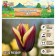 Tulip Triumph Gavota, river 11/12, 5 pcs, autumn 2024